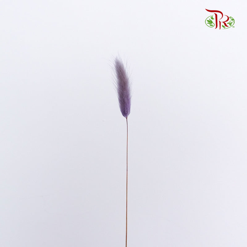 Dry Lagurus (Bunny Tails) - Purple - Pudu Ria Florist Southern