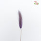 Dry Lagurus (Bunny Tails) - Purple