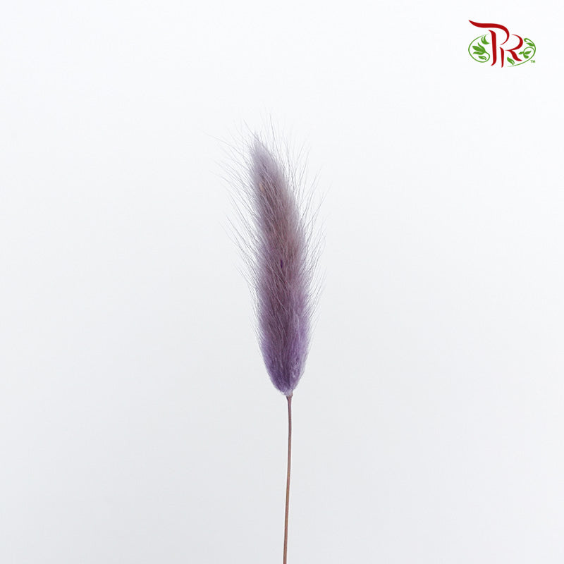 Dry Lagurus (Bunny Tails) - Purple - Pudu Ria Florist Southern