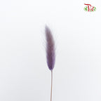 Dry Lagurus (Bunny Tails) - Purple - Pudu Ria Florist Southern