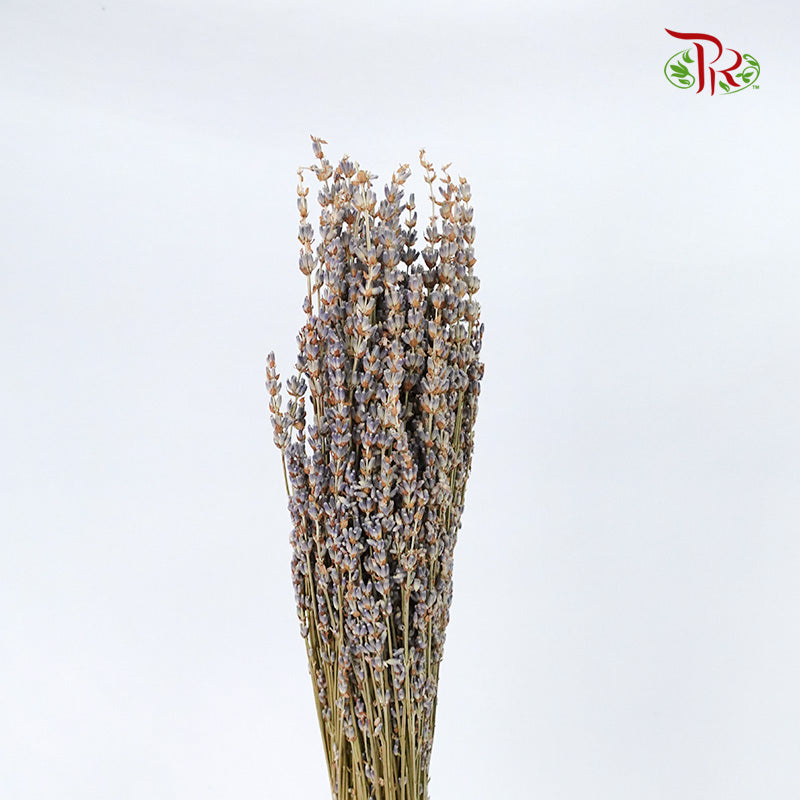 Dry Lavender - Pudu Ria Florist Southern
