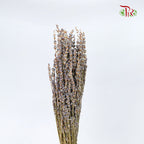 Dry Lavender - Pudu Ria Florist Southern