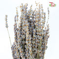 Dry Lavender - Pudu Ria Florist Southern