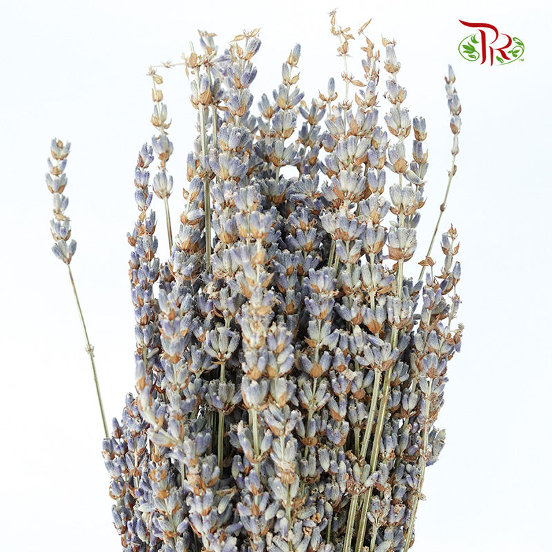 Dry Lavender - Pudu Ria Florist Southern