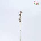 Dry Lavender - Pudu Ria Florist Southern