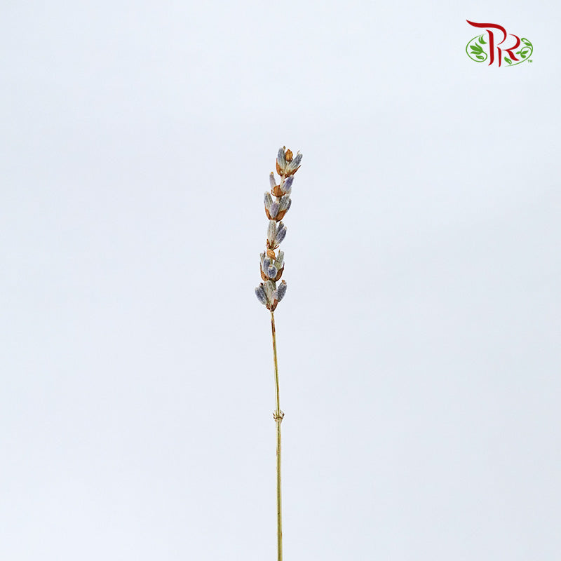Dry Lavender - Pudu Ria Florist Southern