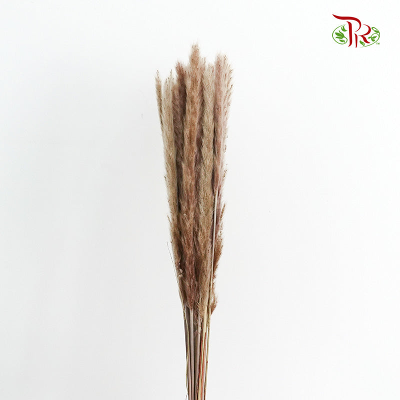 Dry Mini Pampas Brown - Pudu Ria Florist Southern