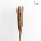 Dry Mini Pampas Brown - Pudu Ria Florist Southern