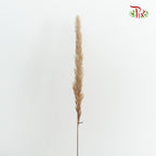 Dry Mini Pampas Brown - Pudu Ria Florist Southern