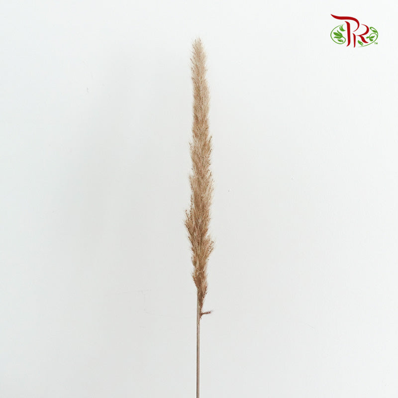 Dry Mini Pampas Brown - Pudu Ria Florist Southern