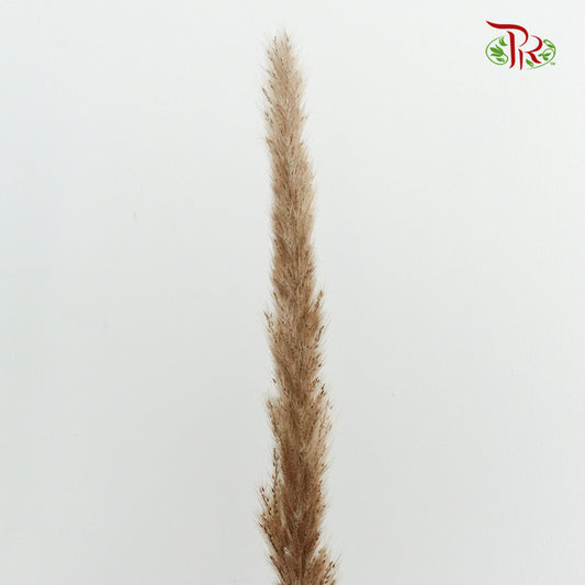 Dry Mini Pampas Brown - Pudu Ria Florist Southern