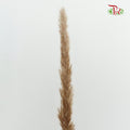 Dry Mini Pampas Brown - Pudu Ria Florist Southern