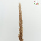 Dry Mini Pampas Brown - Pudu Ria Florist Southern