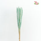 Dry Mini Pampas Blue - Pudu Ria Florist Southern