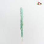 Dry Mini Pampas Blue - Pudu Ria Florist Southern