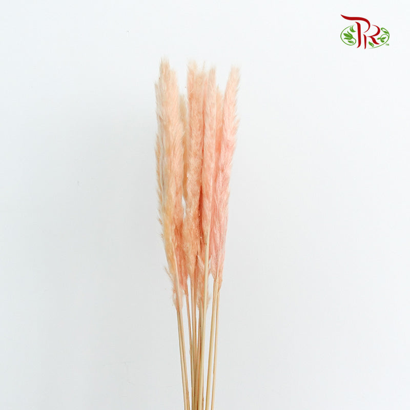 Dry Mini Pampas Champagne - Pudu Ria Florist Southern
