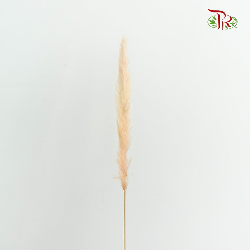 Dry Mini Pampas Champagne - Pudu Ria Florist Southern
