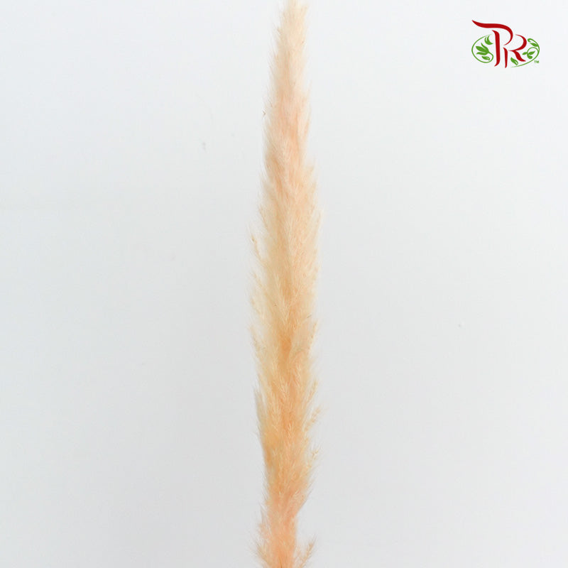 Dry Mini Pampas Champagne - Pudu Ria Florist Southern