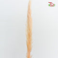 Dry Mini Pampas Champagne - Pudu Ria Florist Southern