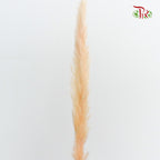 Dry Mini Pampas Champagne - Pudu Ria Florist Southern