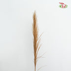 Dry Pampas Natural Bleached - Pudu Ria Florist Southern