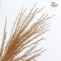 Dry Pampas Natural Bleached - Pudu Ria Florist Southern