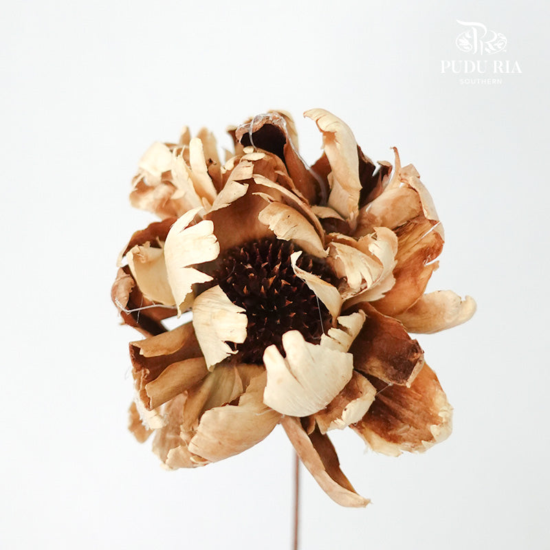 Dry Peony - Pudu Ria Florist Southern