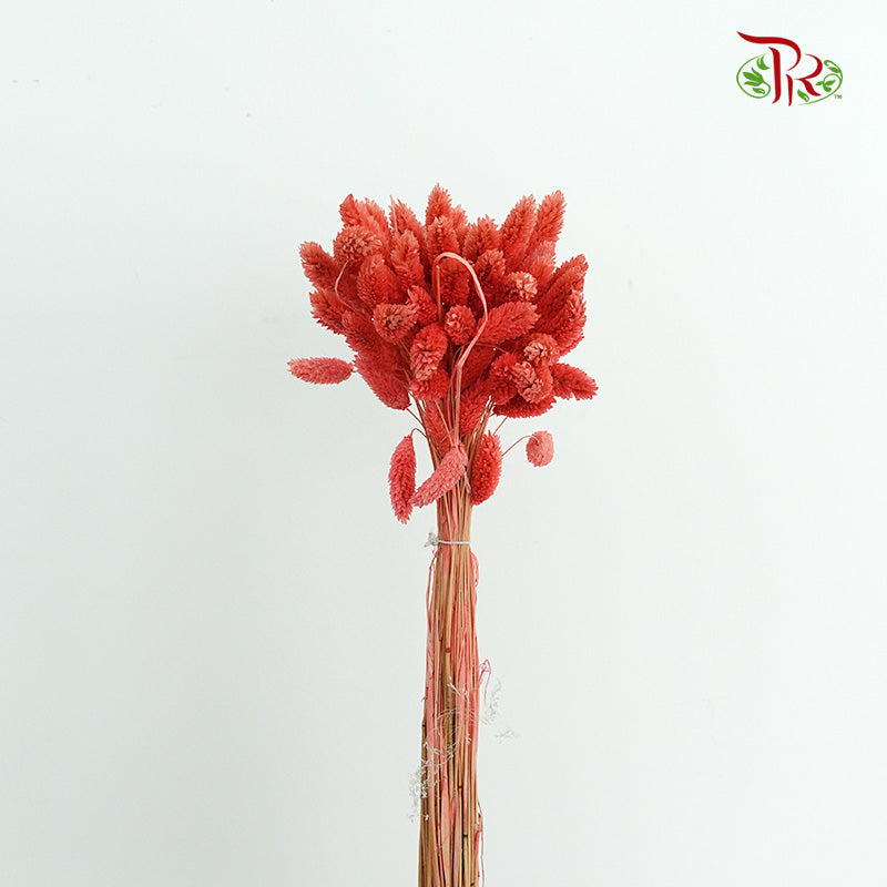 Dry Phalaris - Pudu Ria Florist Southern