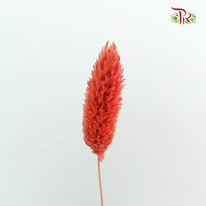 Dry Phalaris - Pudu Ria Florist Southern