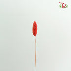 Dry Phalaris - Pudu Ria Florist Southern