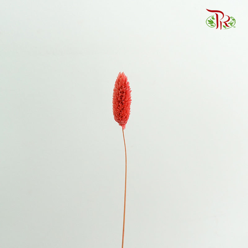 Dry Phalaris - Pudu Ria Florist Southern