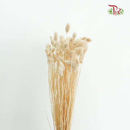 Dry Phalaris Poa Bleached - Pudu Ria Florist Southern