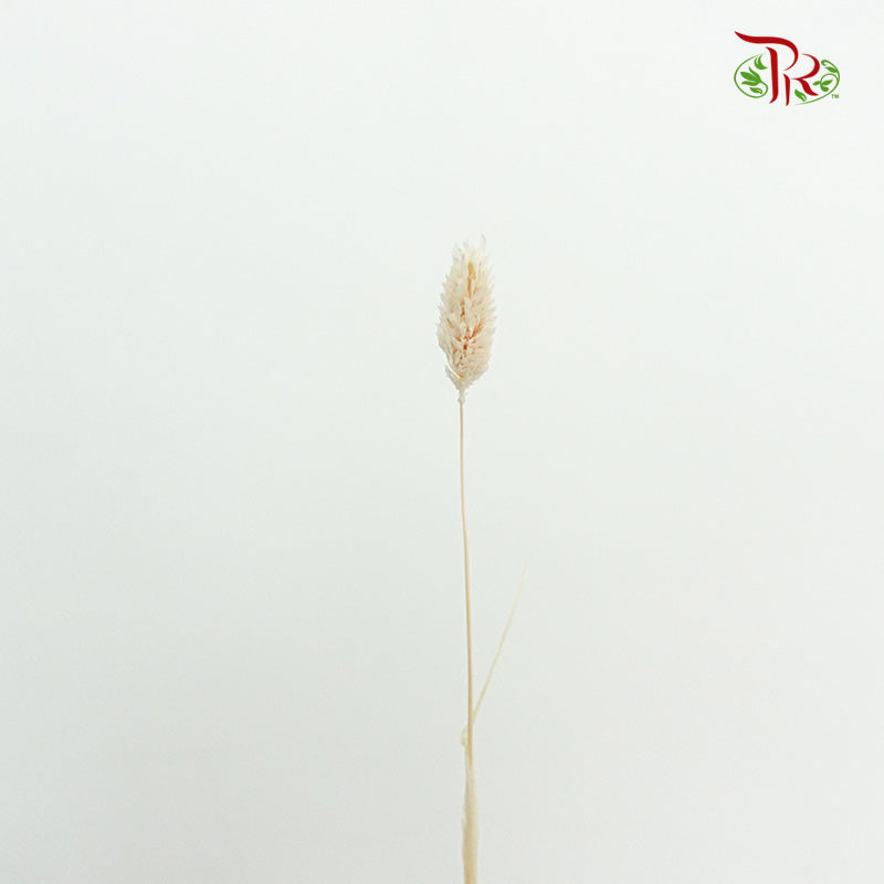 Dry Phalaris Poa Bleached - Pudu Ria Florist Southern