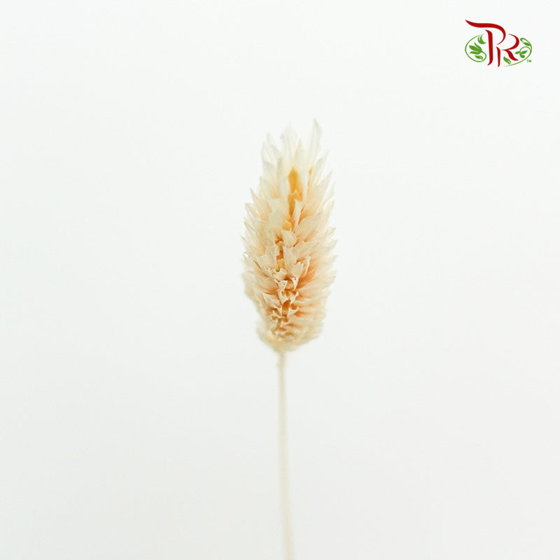 Dry Phalaris Poa Bleached - Pudu Ria Florist Southern
