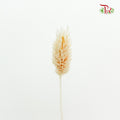 Dry Phalaris Poa Bleached - Pudu Ria Florist Southern