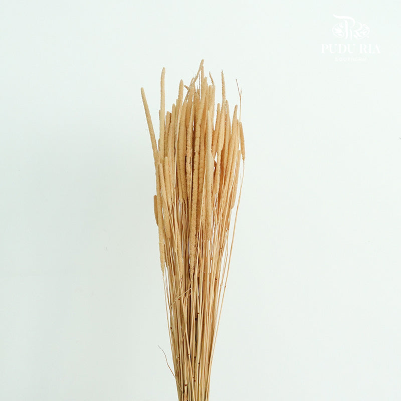 Dry Phleum - Pudu Ria Florist Southern