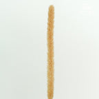 Dry Phleum - Pudu Ria Florist Southern