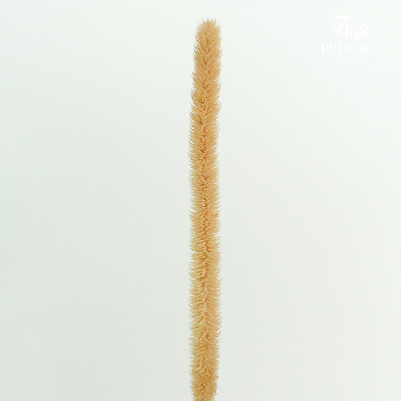 Dry Phleum - Pudu Ria Florist Southern
