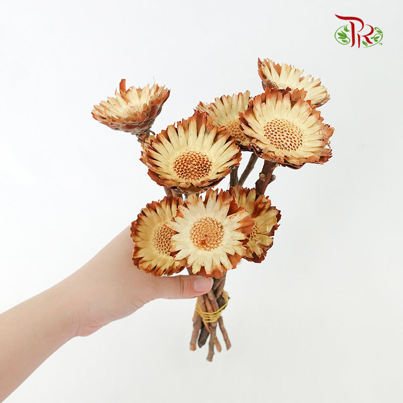 Dry Rosette Compacta Light Brown - Pudu Ria Florist Southern