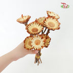 Dry Rosette Compacta Light Brown - Pudu Ria Florist Southern