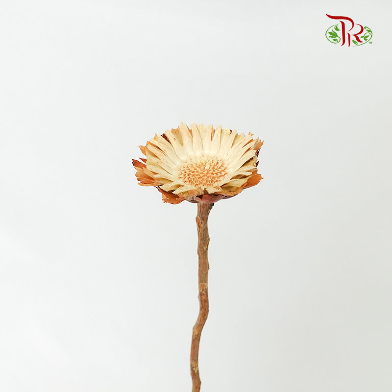 Dry Rosette Compacta Light Brown - Pudu Ria Florist Southern