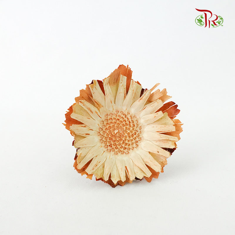 Dry Rosette Compacta Light Brown - Pudu Ria Florist Southern