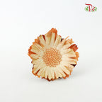 Dry Rosette Compacta Light Brown - Pudu Ria Florist Southern