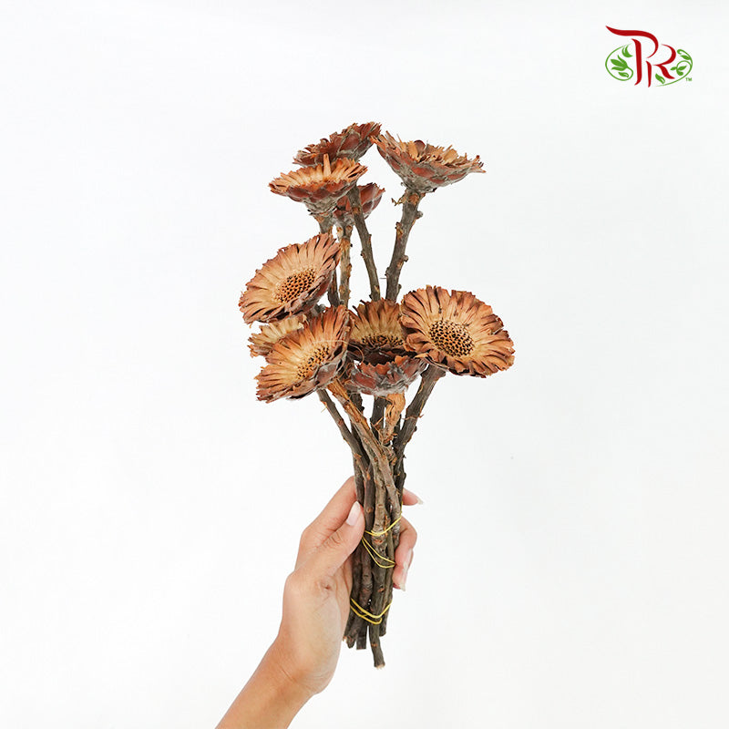 Dry Rosette Compacta Brown - Pudu Ria Florist Southern