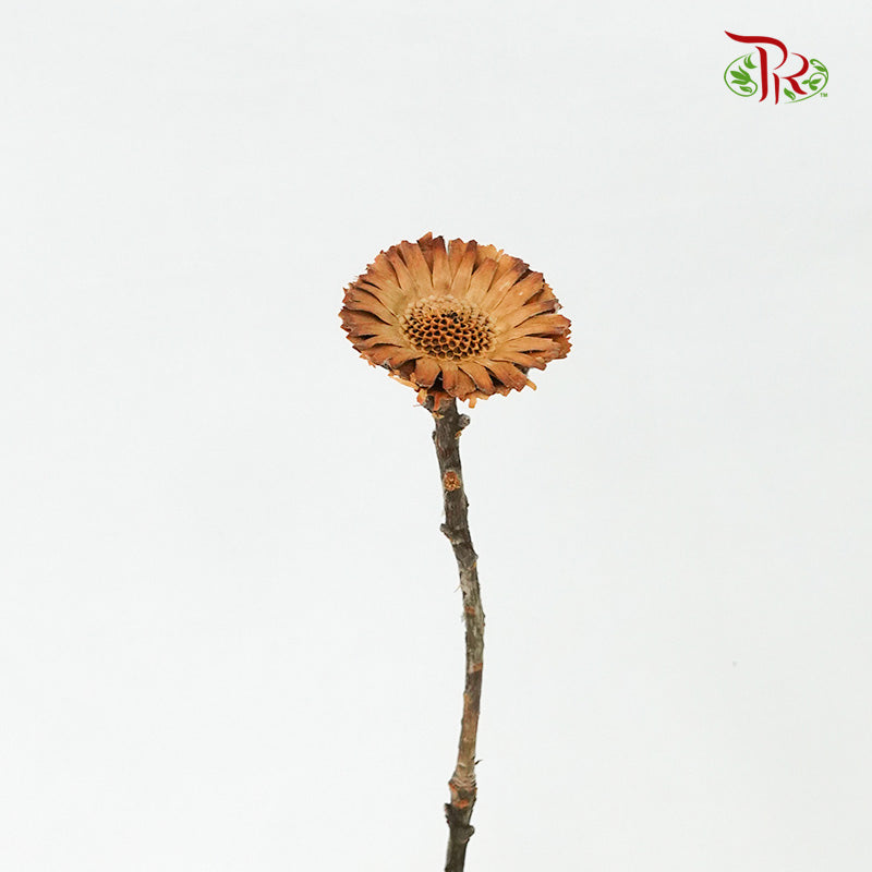 Dry Rosette Compacta Brown - Pudu Ria Florist Southern