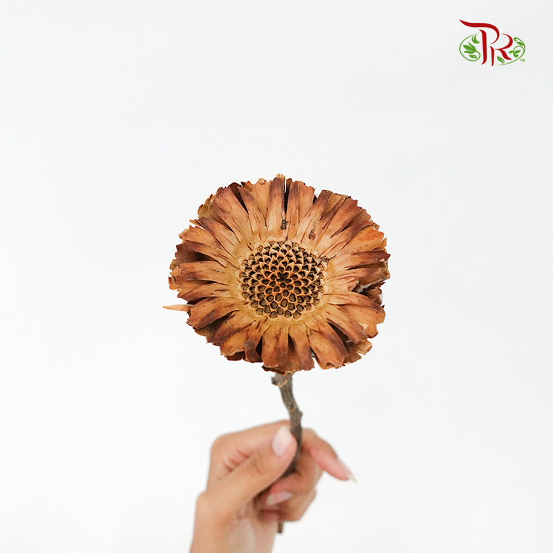 Dry Rosette Compacta Brown - Pudu Ria Florist Southern