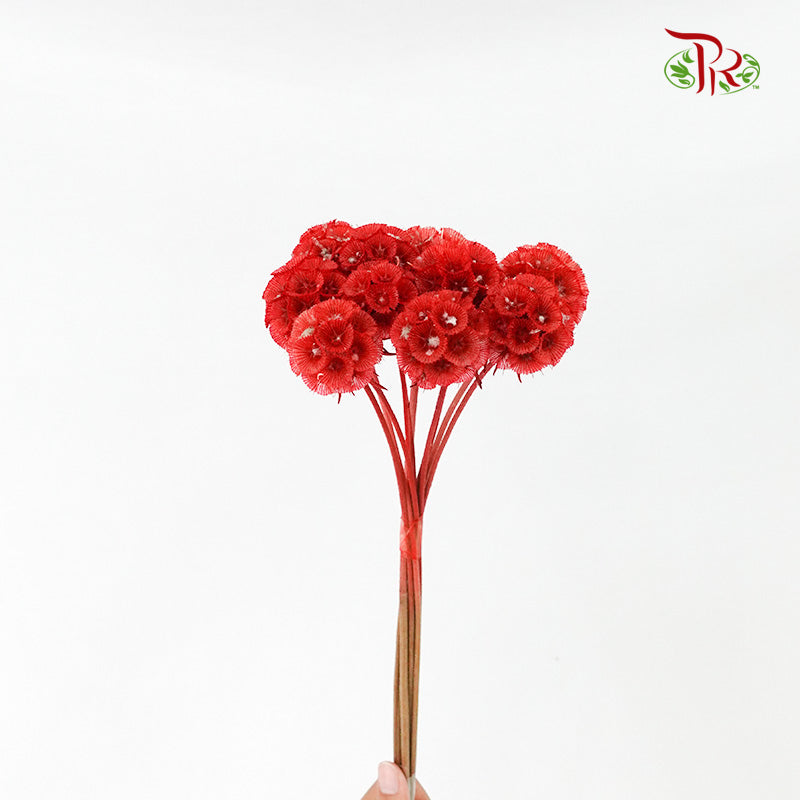 Dry Scabiosa (Red)