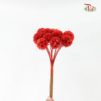 Dry Scabiosa (Red) - Pudu Ria Florist Southern