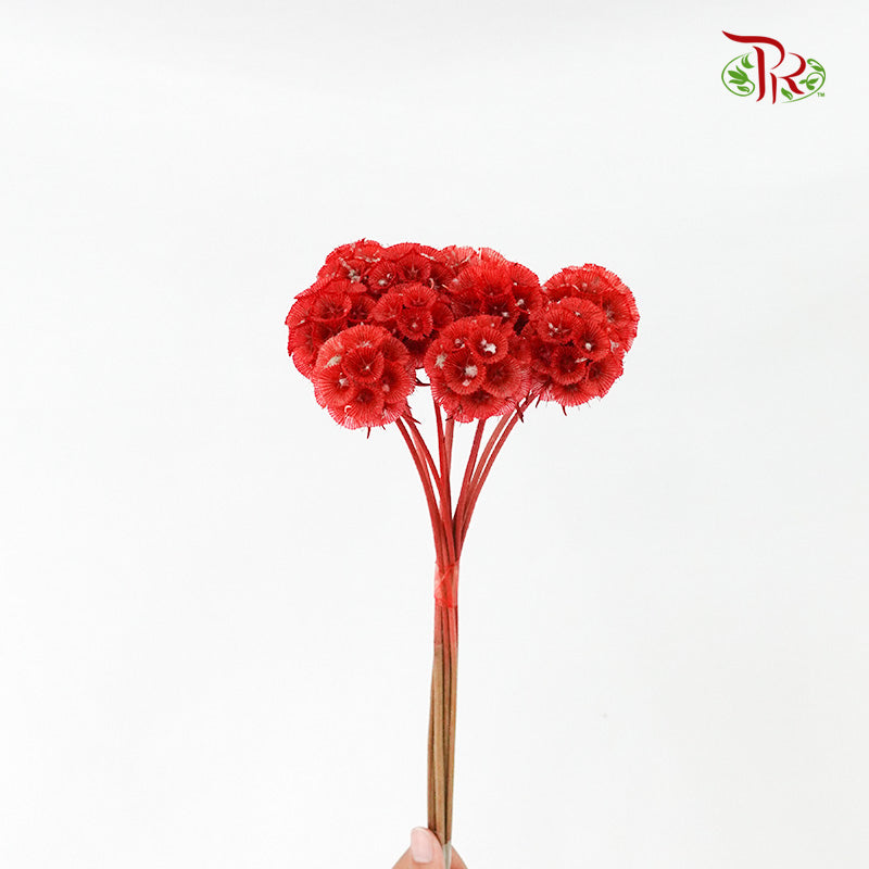 Dry Scabiosa (Red) - Pudu Ria Florist Southern