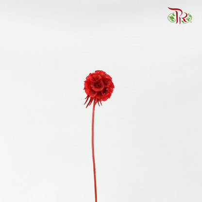 Dry Scabiosa (Red) - Pudu Ria Florist Southern